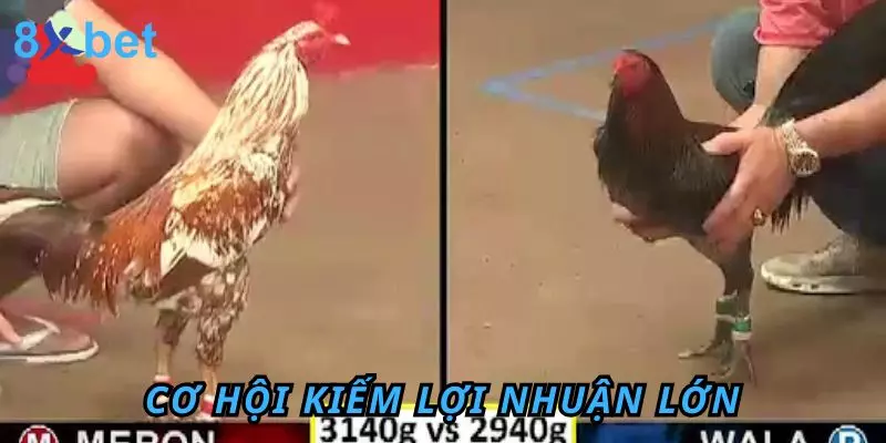 Đá Gà Trực Tiếp 8Xbet - Trải Nghiệm Hấp Dẫn Và Thú Vị Cơ hội kiếm lợi nhuận lớn