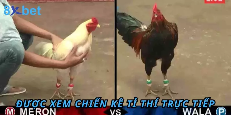 Đá Gà Trực Tiếp 8Xbet - Trải Nghiệm Hấp Dẫn Và Thú Vị Được xem các chiến kê tỉ thí trực tiếp